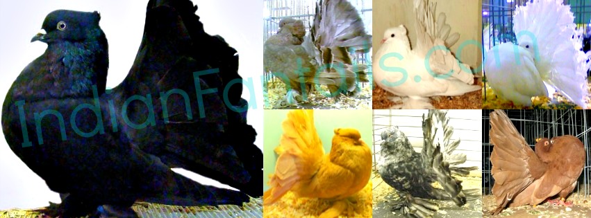 Indian Fantail Pigeons For Sale – Pigeon Farms & Co. – Call (562) 235-1829 Logo